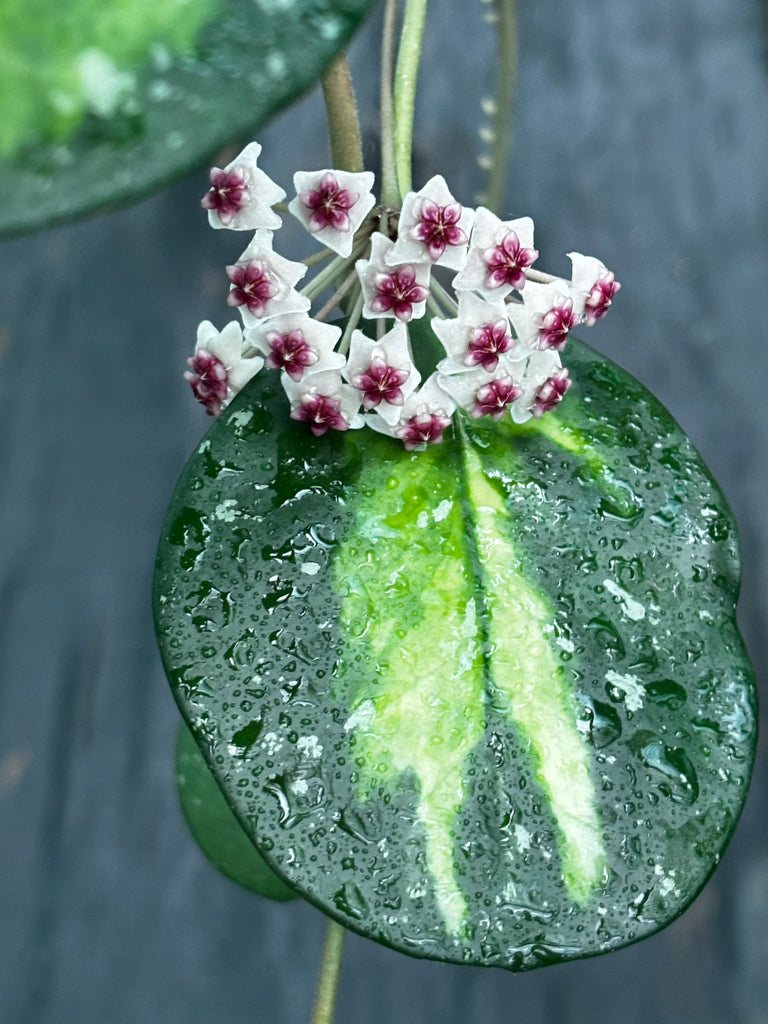 Hoya obovata variegata H294