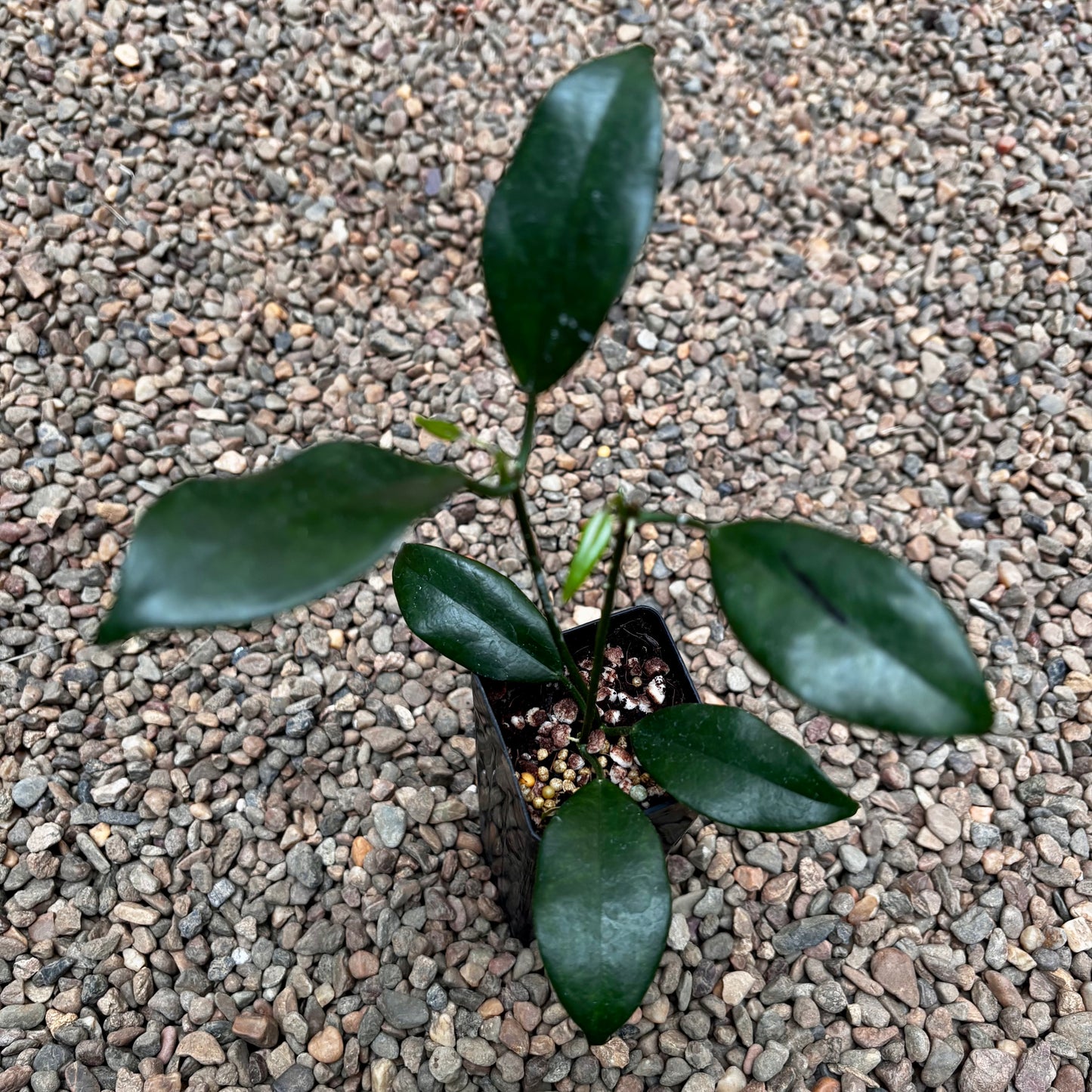 Hoya australis ssp. australis - thin leaf H271