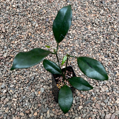 Hoya australis ssp. australis - thin leaf H271