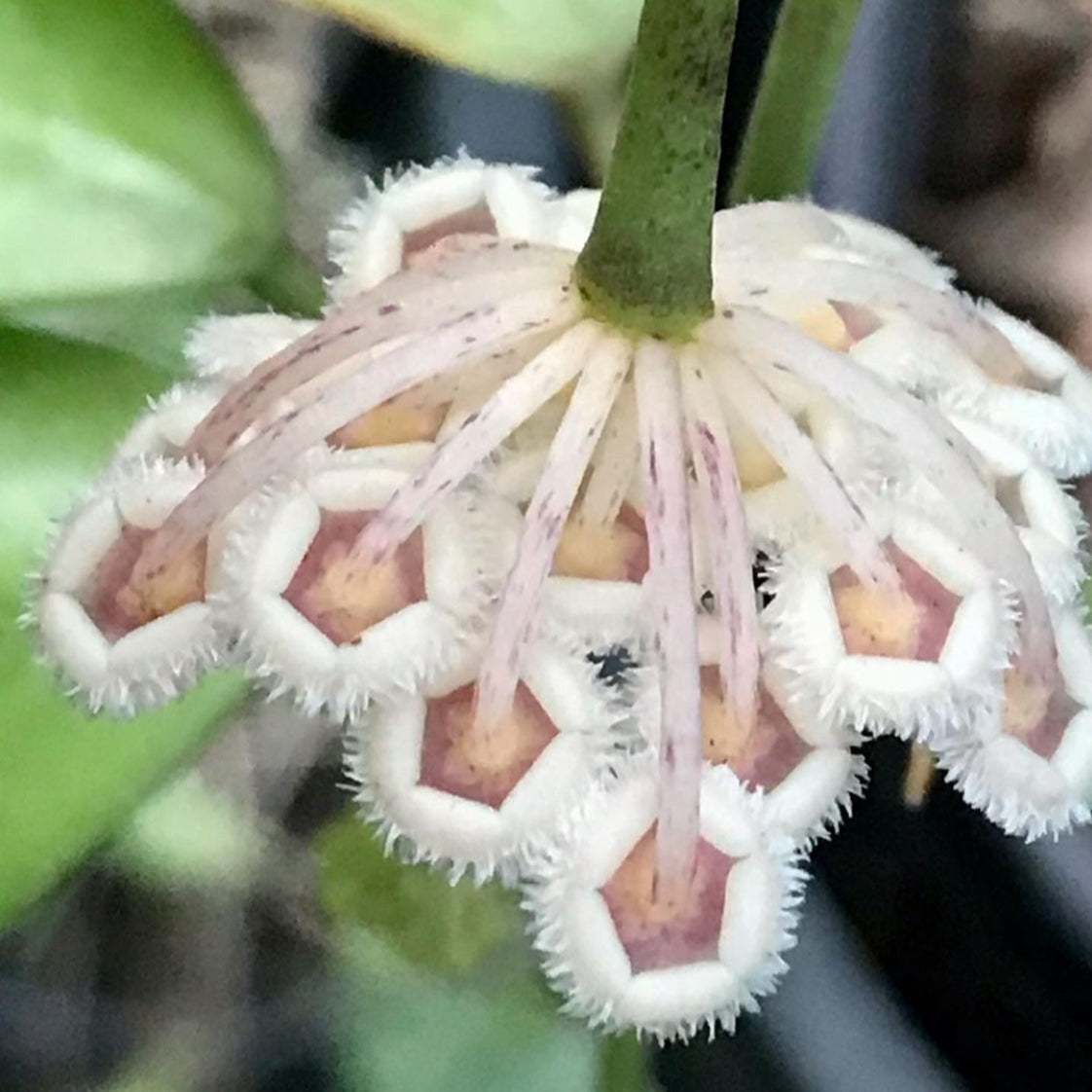 Hoya nabawanensis Sabah IML 1780 H258