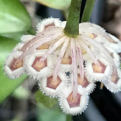 Hoya nabawanensis Sabah IML 1780 H258