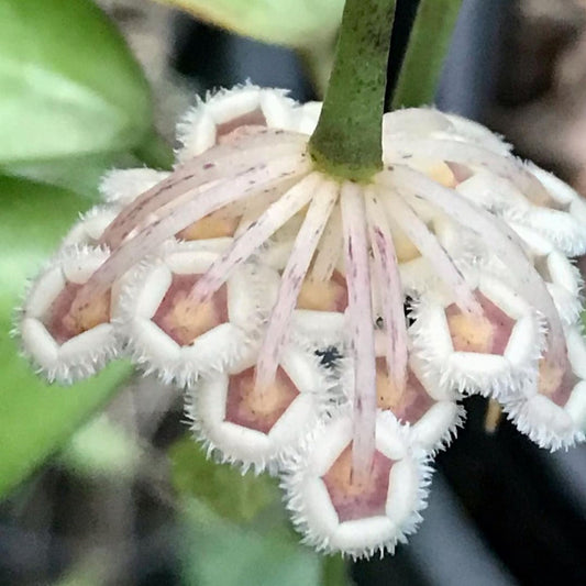 Hoya nabawanensis Sabah IML 1780 H258