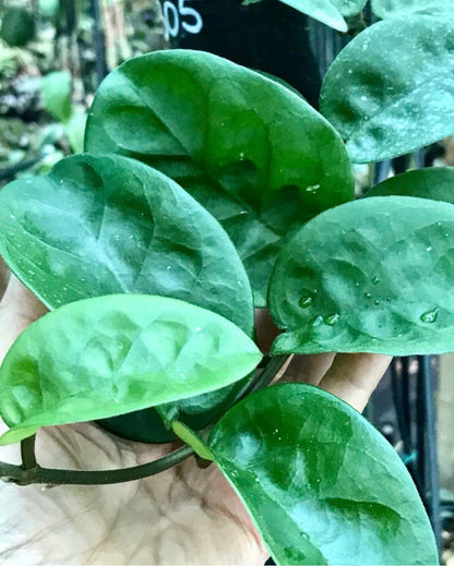 Hoya carnosa Krinkle (giant) H305
