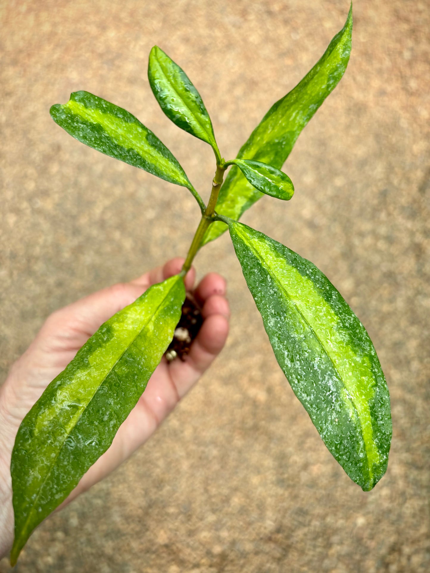 Hoya multiflora variegata H182