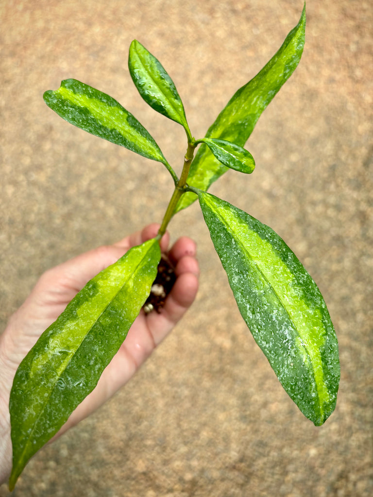 Hoya multiflora variegata H182