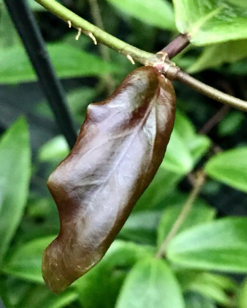 Hoya ilagiorum H183