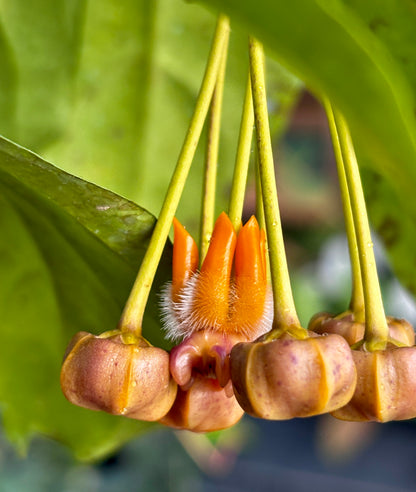 Hoya praetorii H438