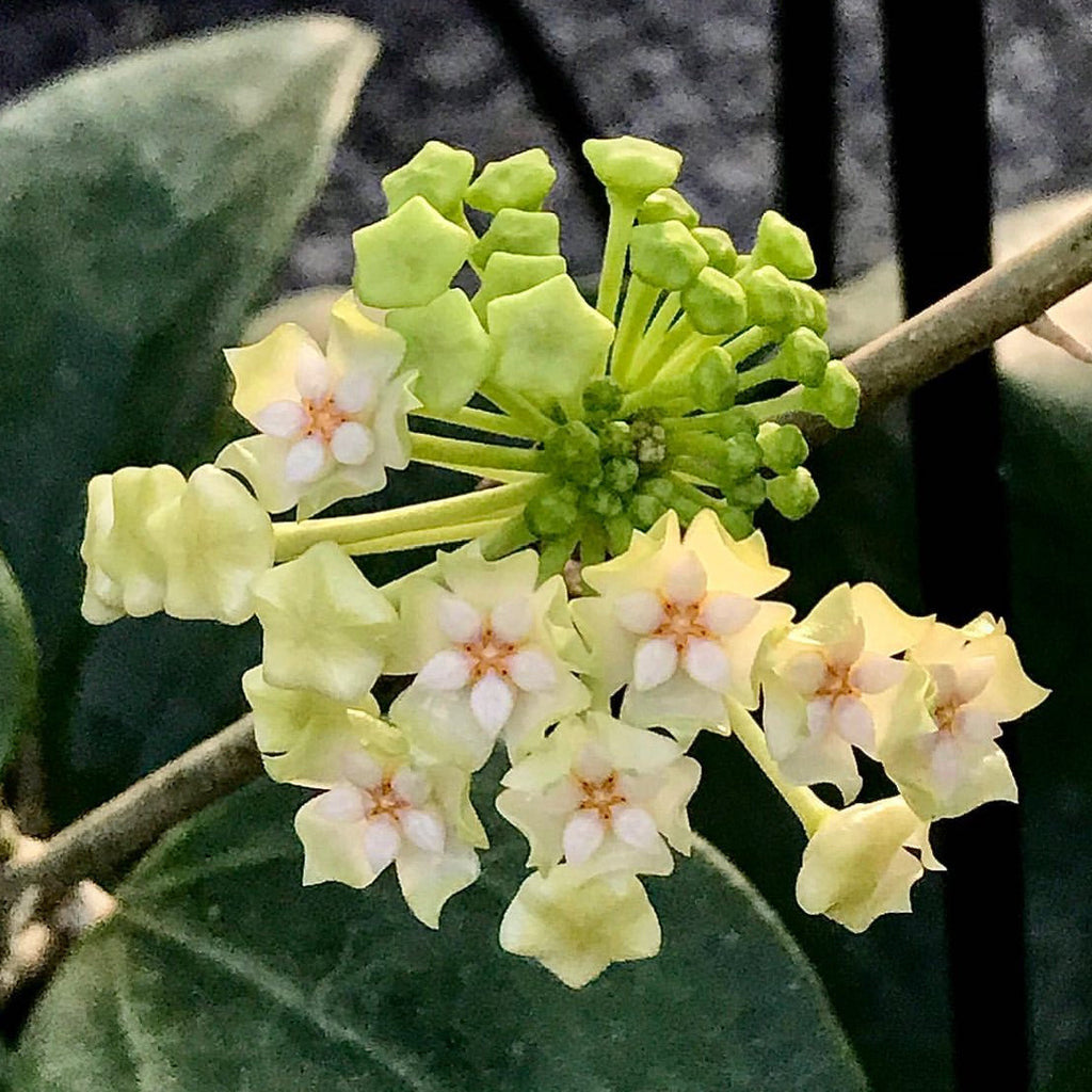 Hoya verticillata (Chiang Mai) H23