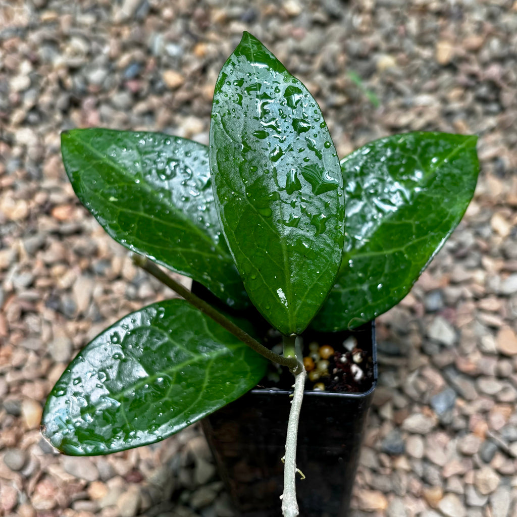 Hoya sp. Sumbawa H458