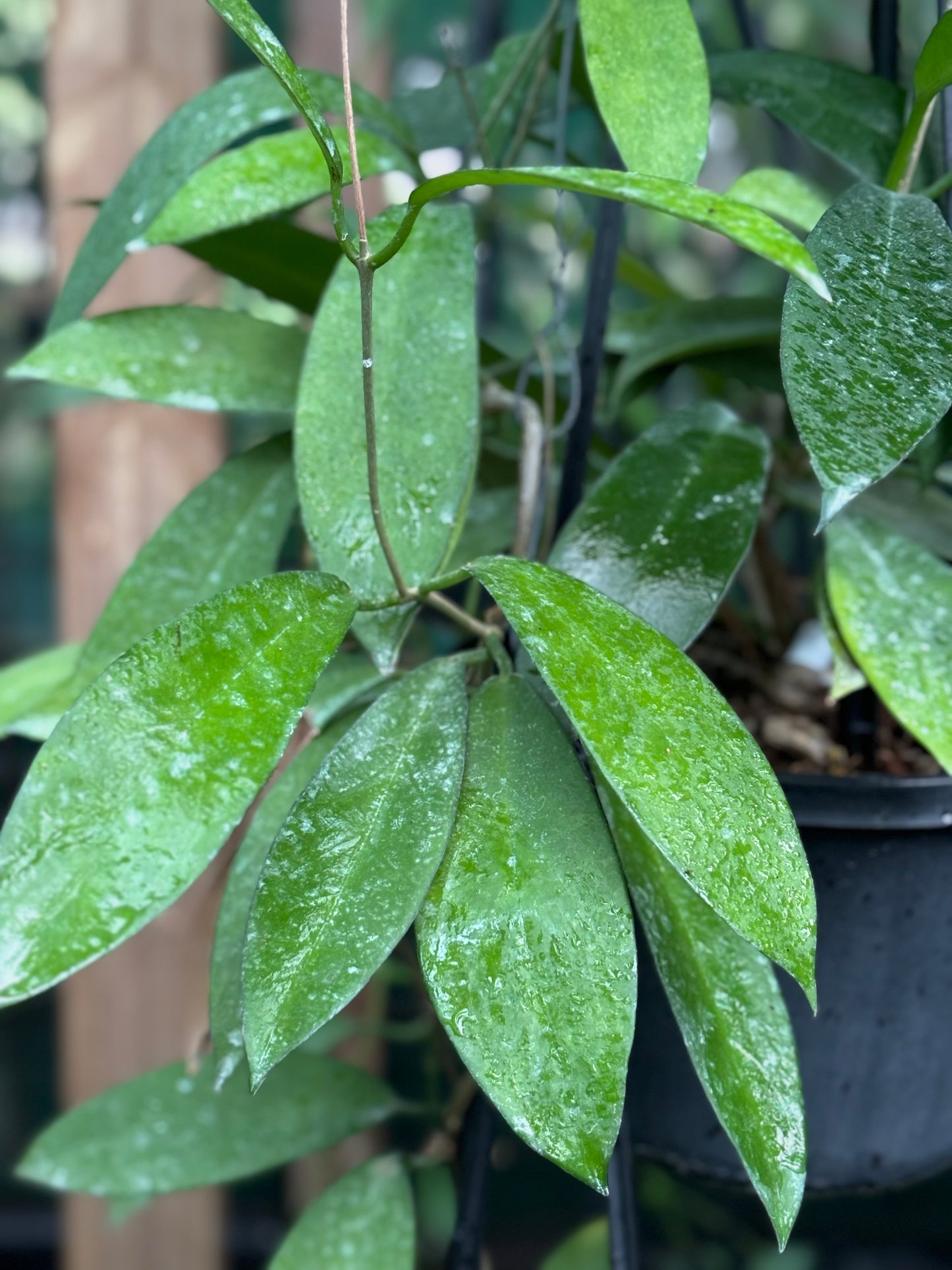 Hoya pubicorolla IML 0461 H77