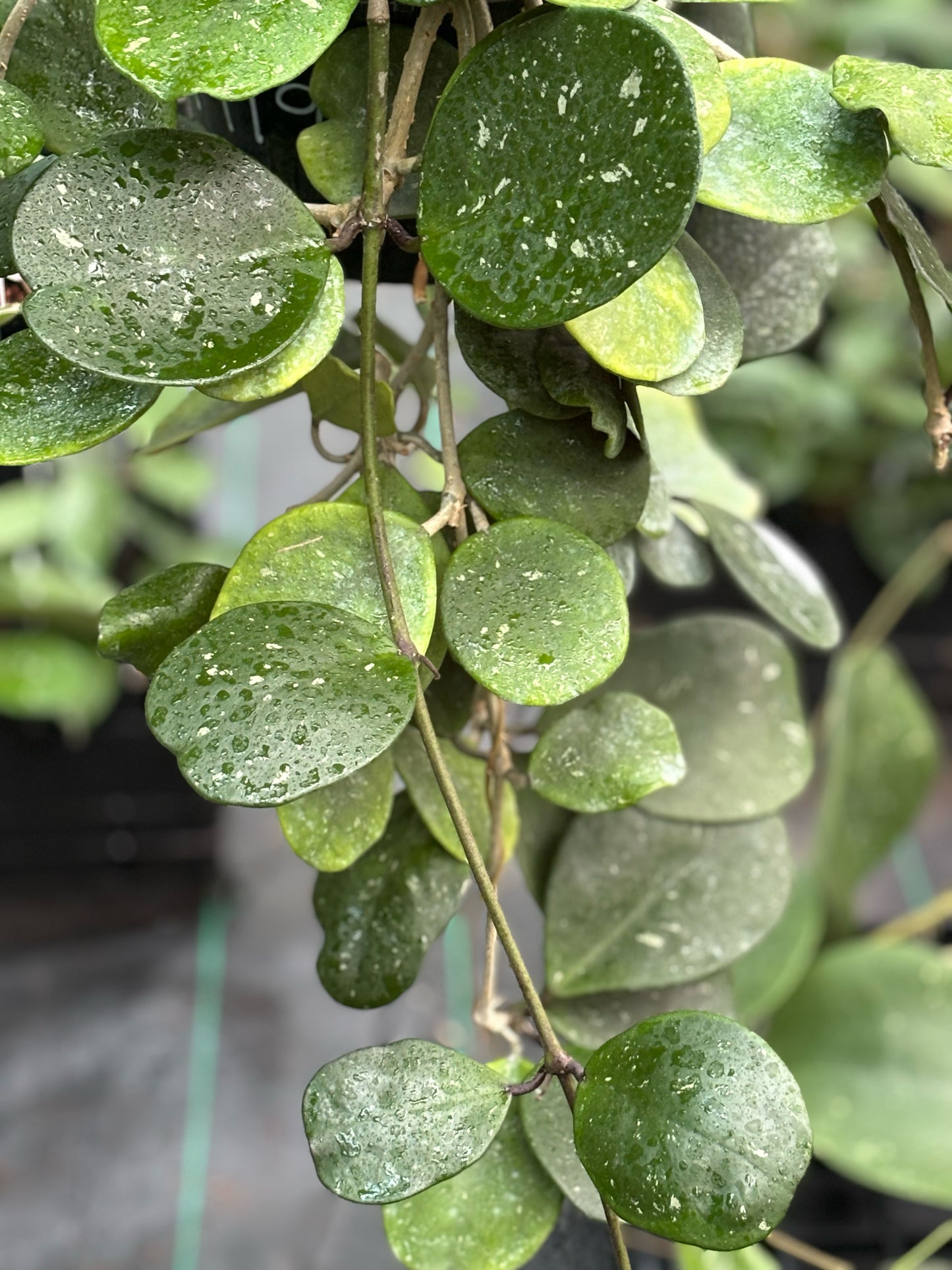 Hoya obovata (chimera) H194