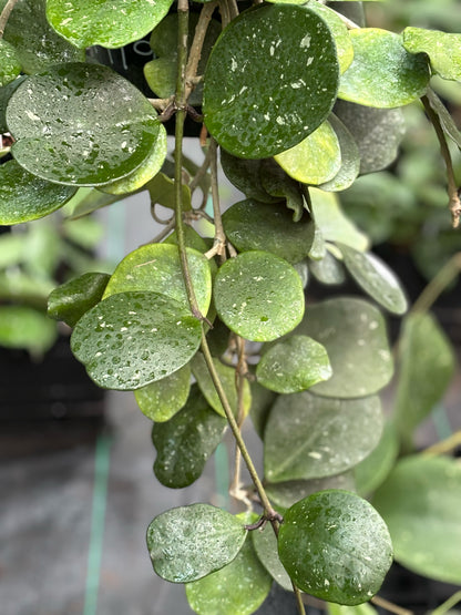 Hoya obovata (chimera) H194