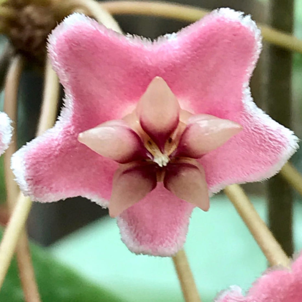Hoya species 'Pink' H193