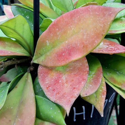 Hoya carnosa 'Green Exotica' H179