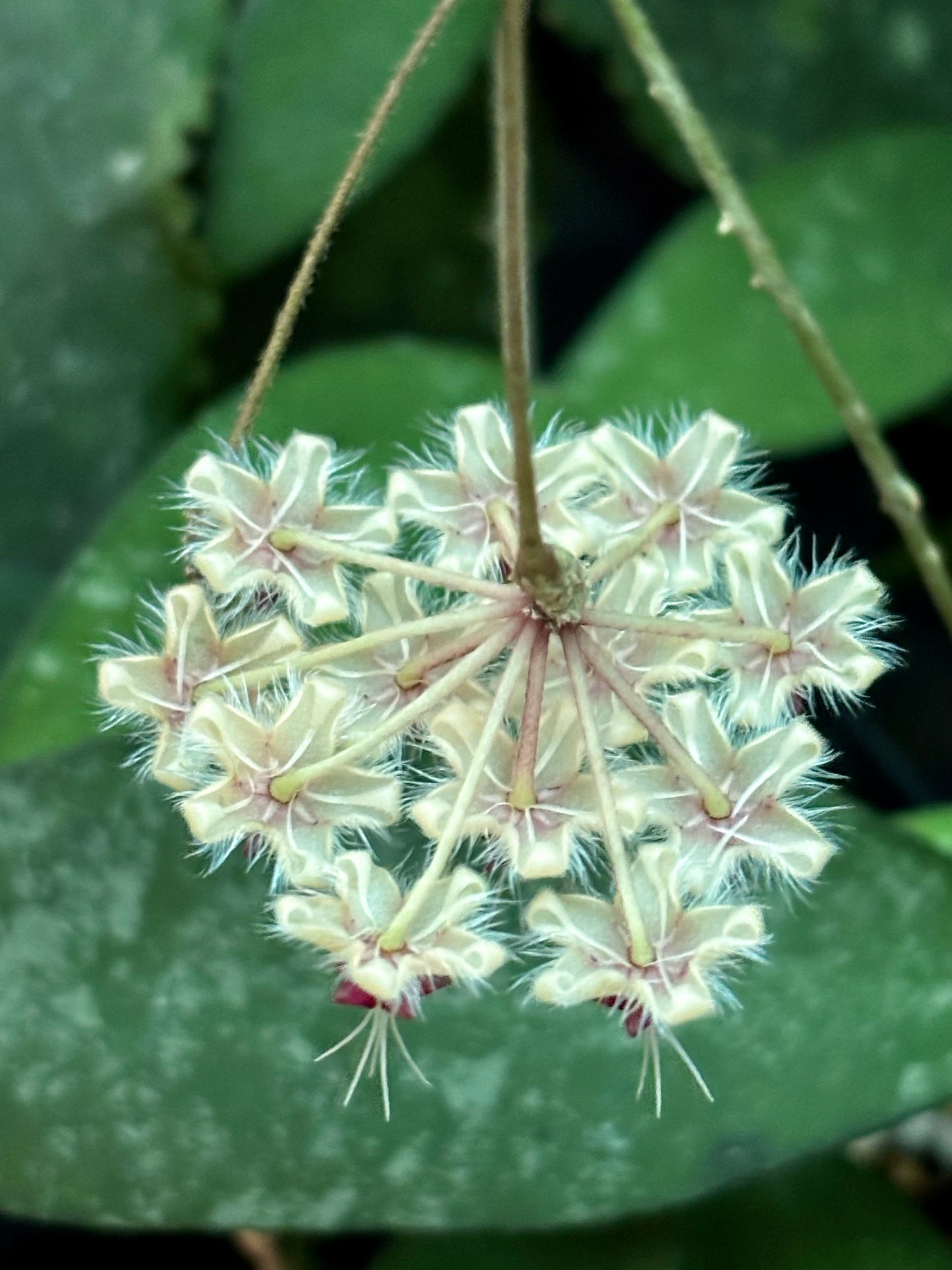 Hoya flagellata (gold) H344