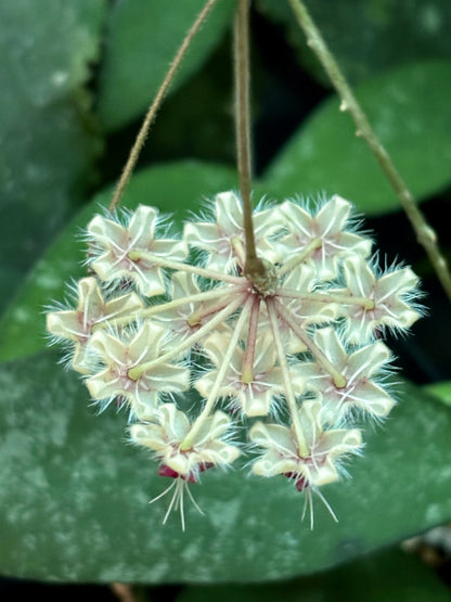 Hoya flagellata (gold) H344