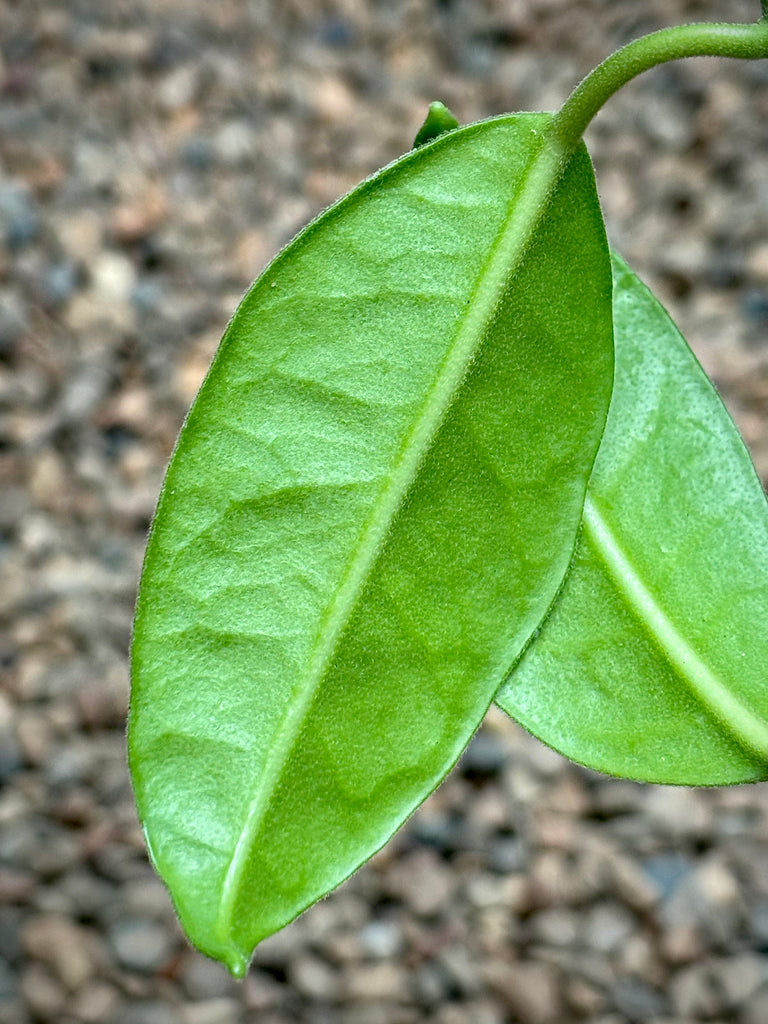 Hoya sussuela H17