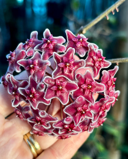 Hoya sp. Ban Ngong Ngoy IML 1514 H170