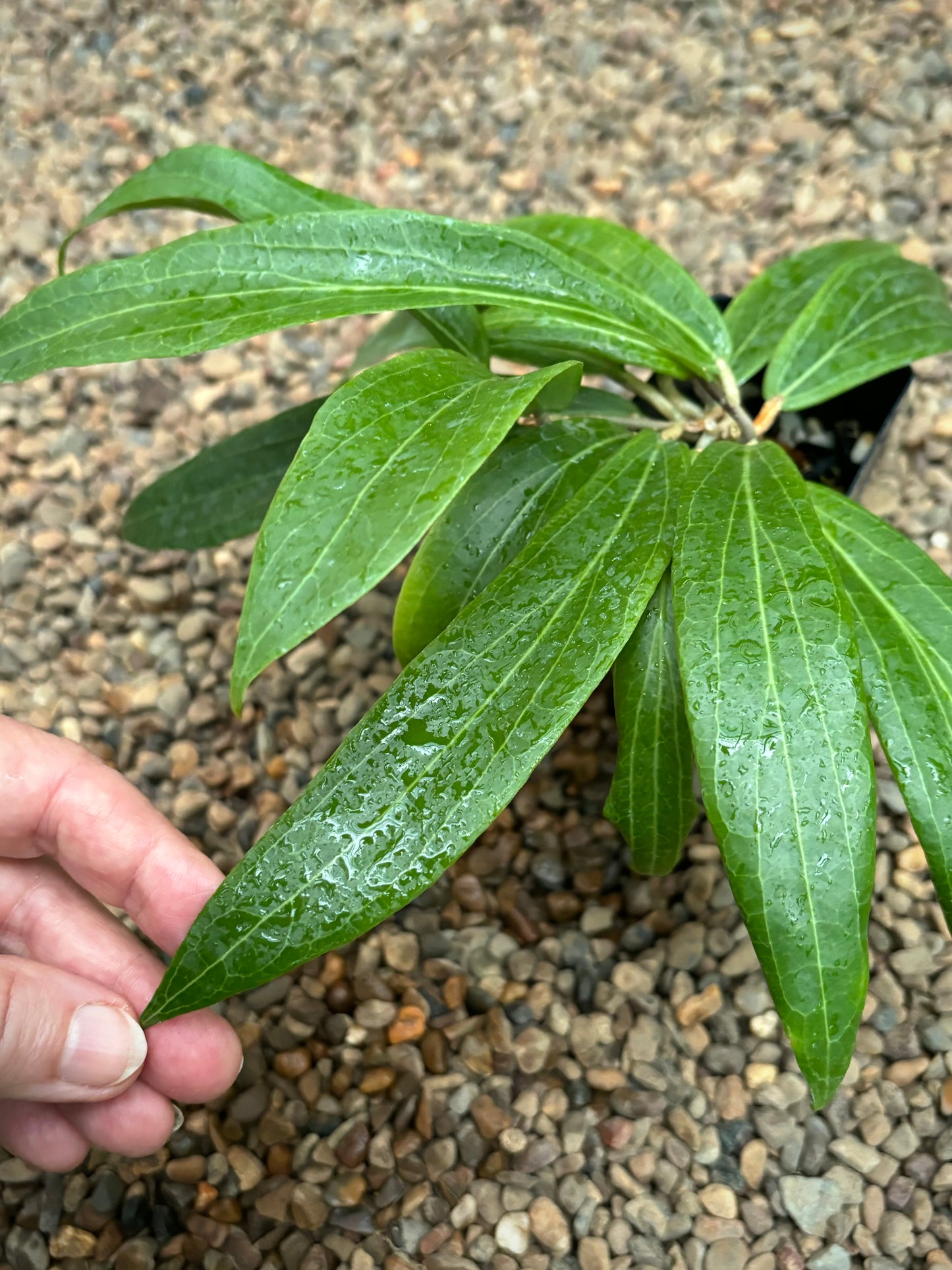 Hoya valmayoriana IML 0831 H87
