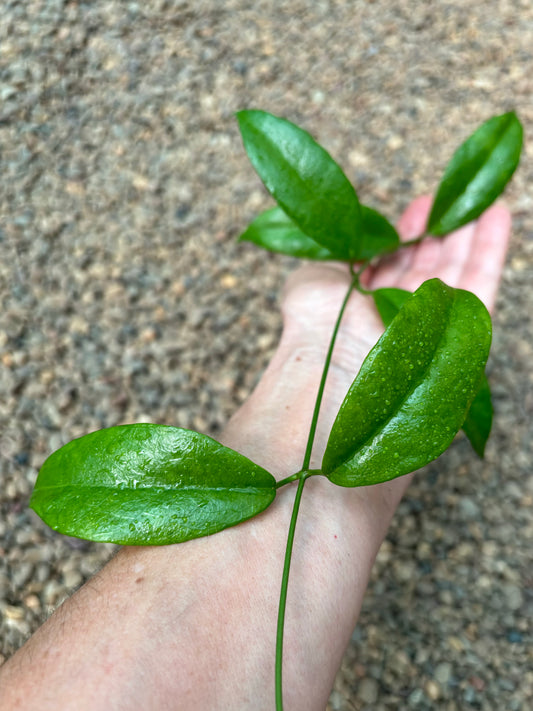 Hoya vitiensis 'yellow' H213