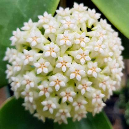 Hoya verticillata (Chiang Mai) H23