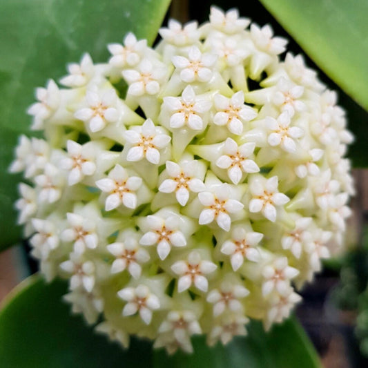 Hoya verticillata (Chiang Mai) H23