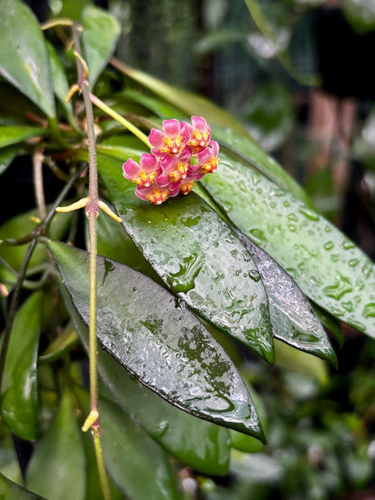 Hoya davidcummingii IML 0892 H55