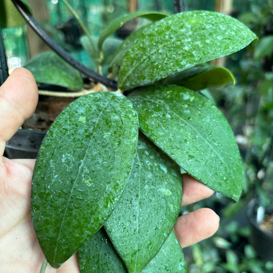 Hoya erythrostemma 'red' IML 1423 H58