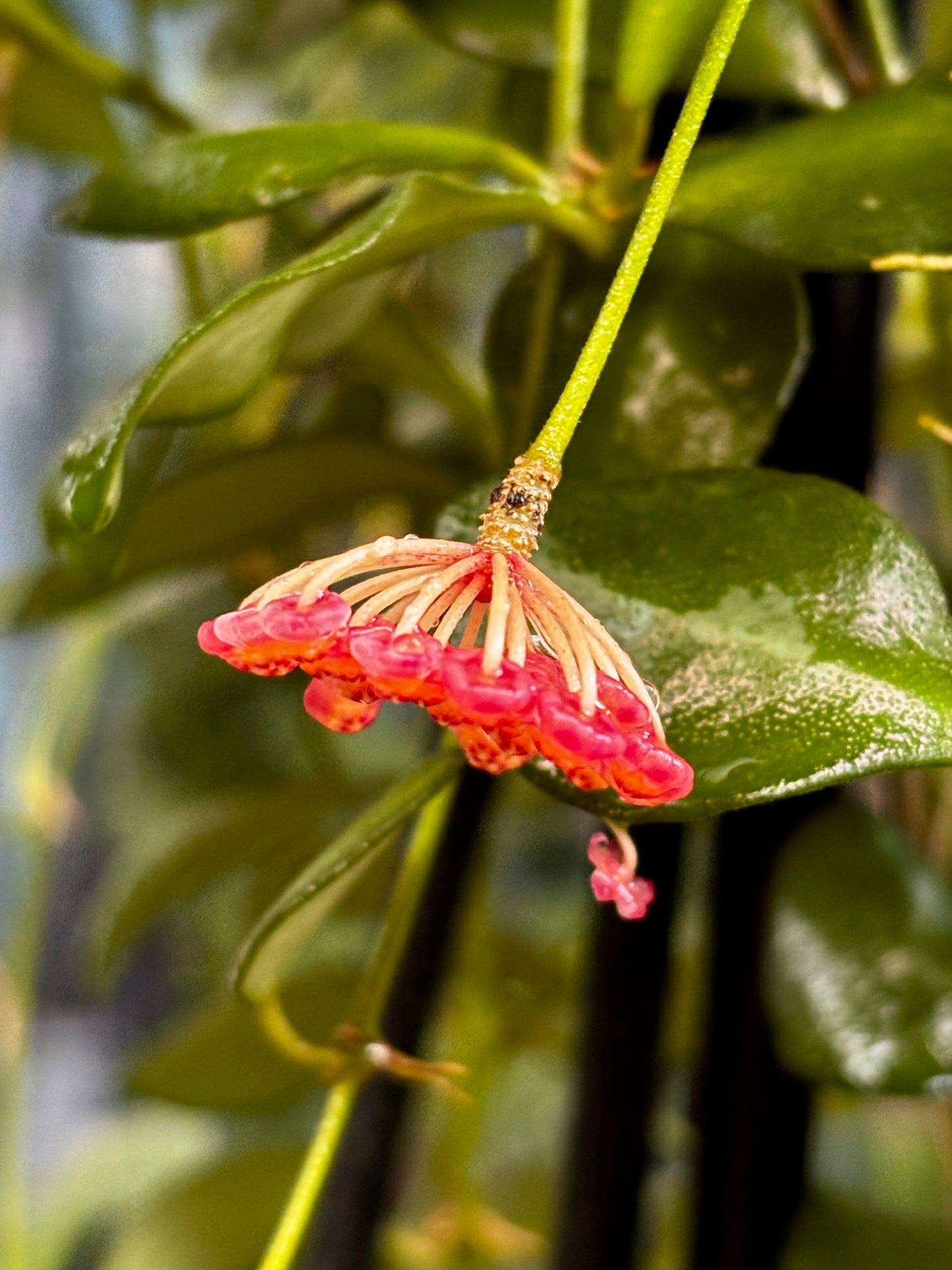 Hoya panchoi Philippines IML 0260 H137