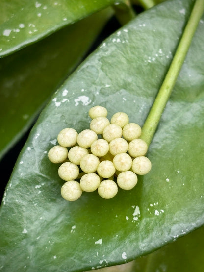 Hoya nabawanensis Malaysia IML 0078 H333
