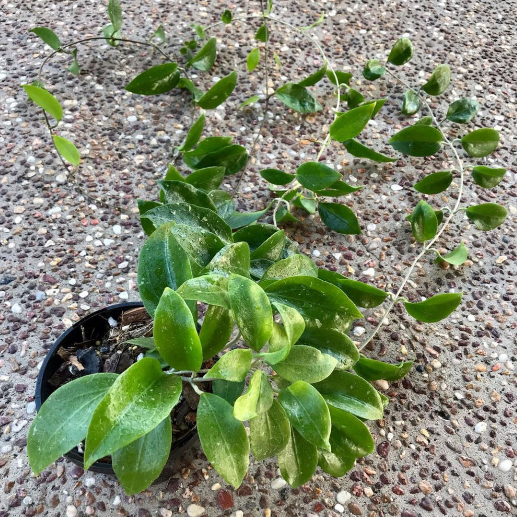 Hoya limoniaca IML 0092 H253