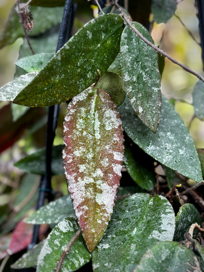 Hoya caudata v crassifolia H200