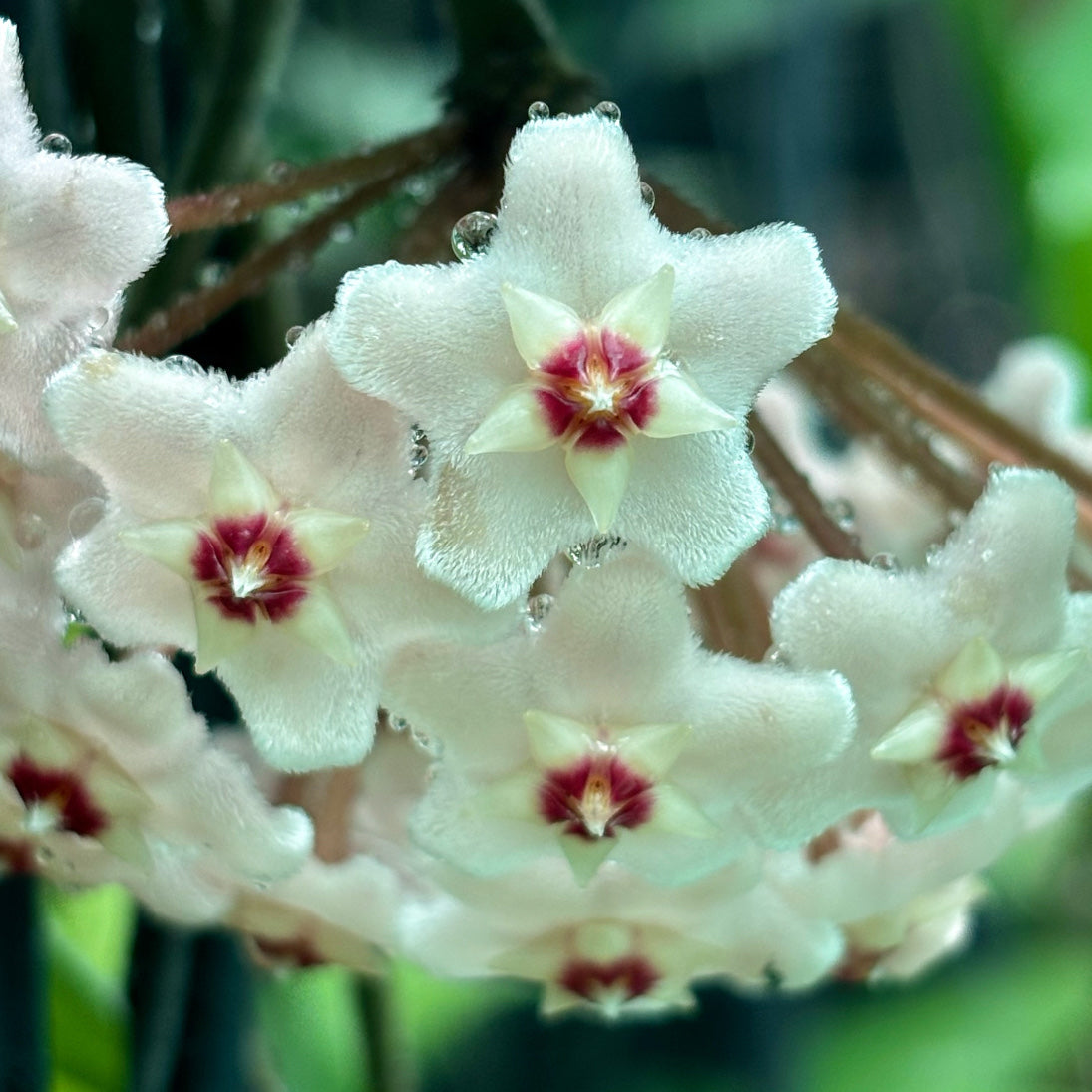 Hoya motoskei 'Snowball' IML 0203 H284