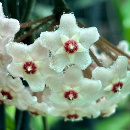 Hoya motoskei 'Snowball' IML 0203 H284