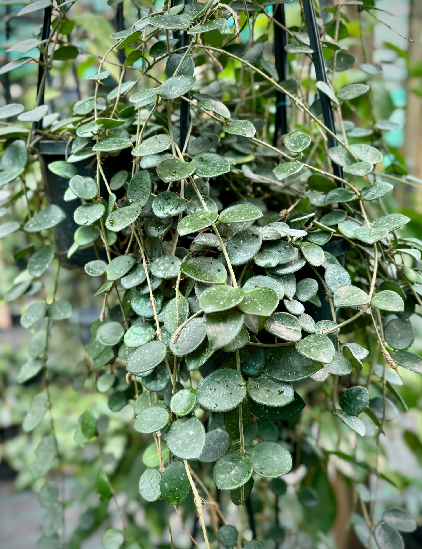 Hoya 'Mathilde' H266