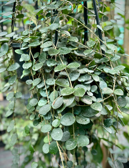 Hoya 'Mathilde' H266