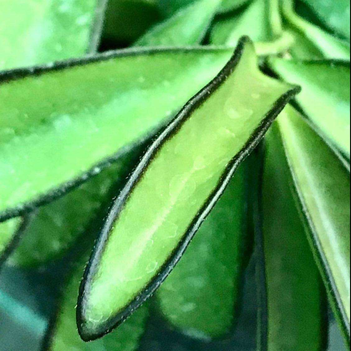 Hoya wayetii IML 1540 H89