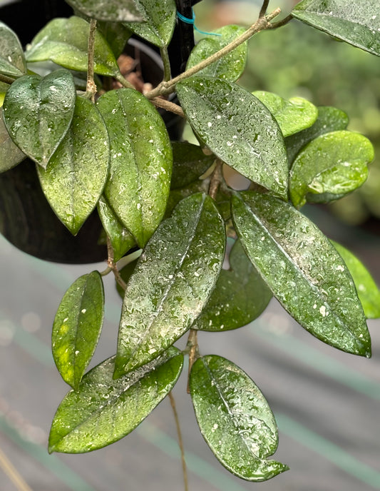 Hoya crassifolia China IML 0142 H228
