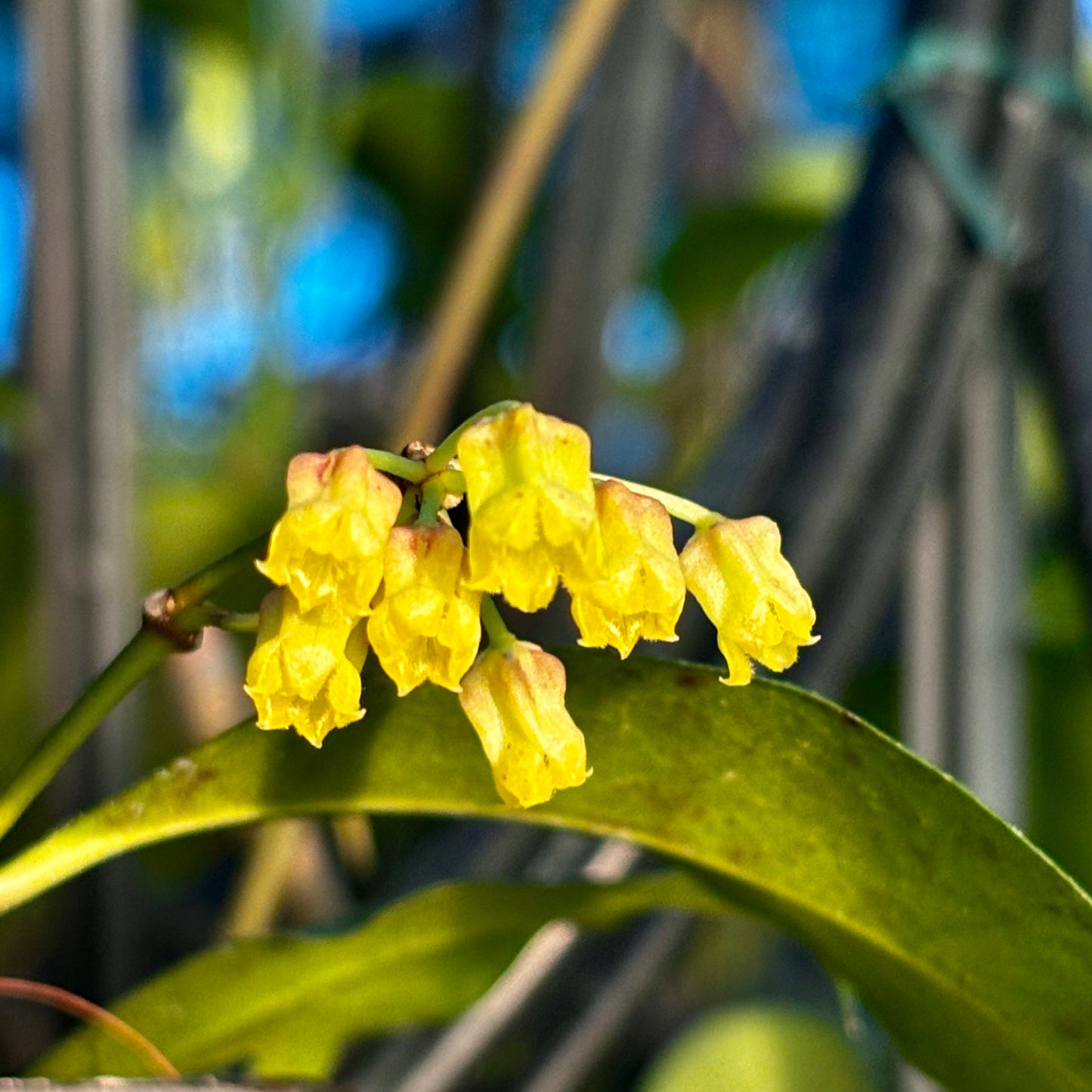 Hoya amicabilis H447