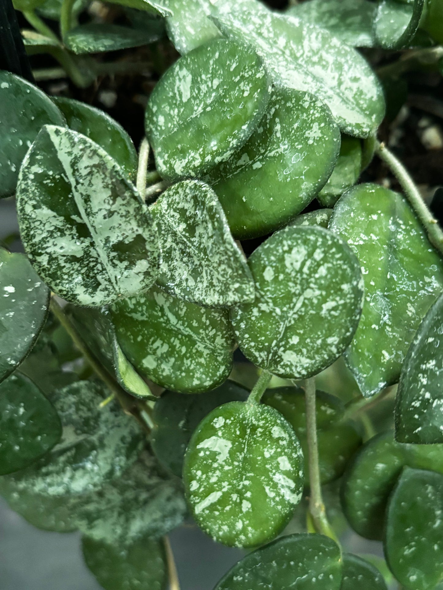 Hoya 'Mathilde' (splash) H292