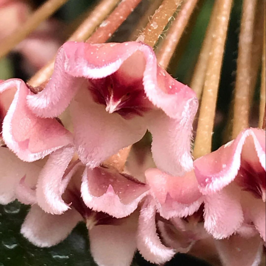 Hoya carnosa H8