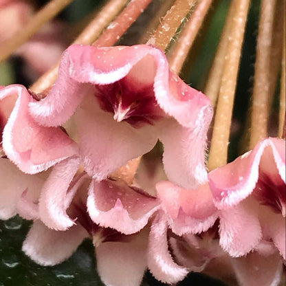 Hoya carnosa H8