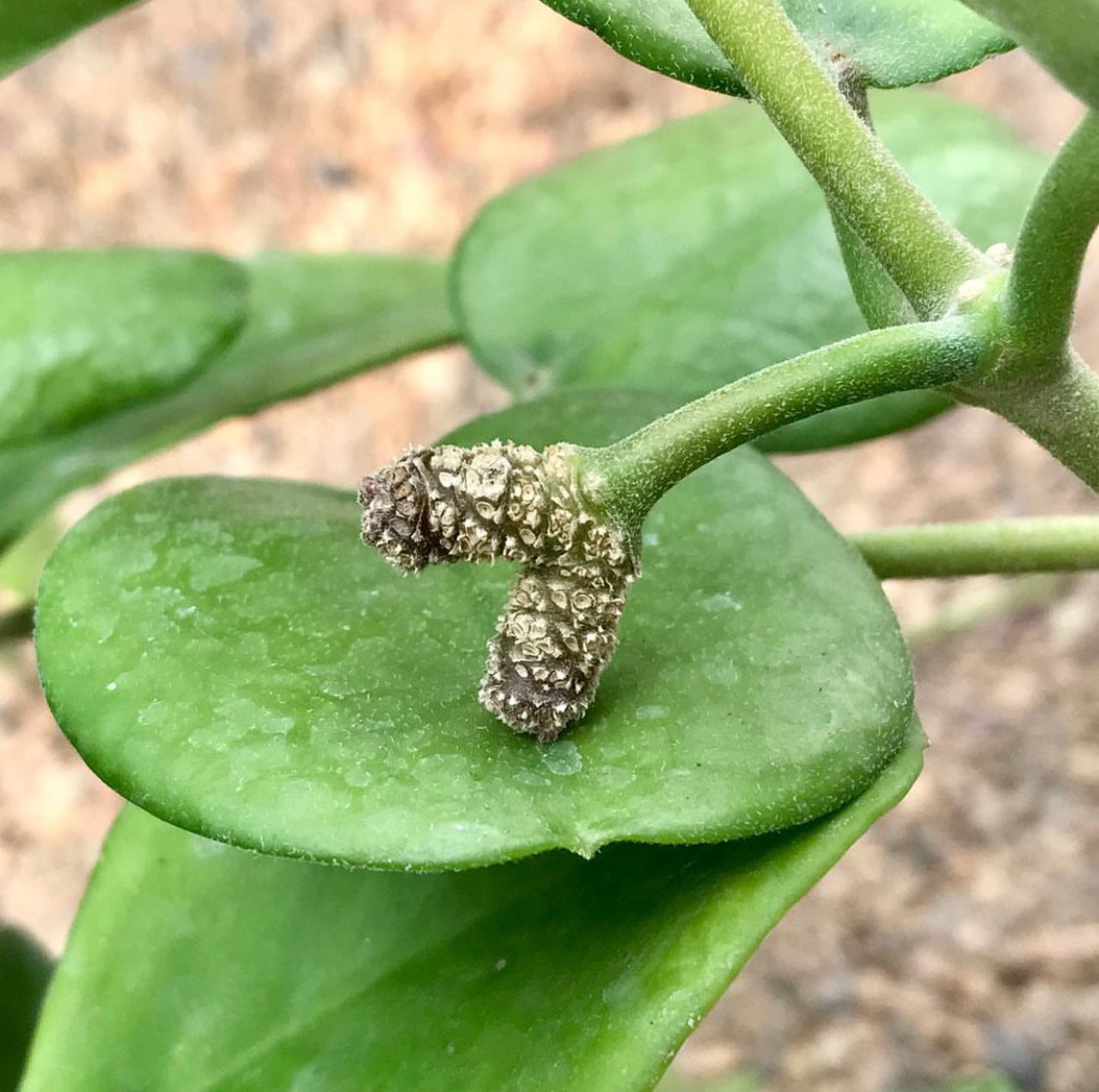 Hoya australis ssp. australis - round leaf H45