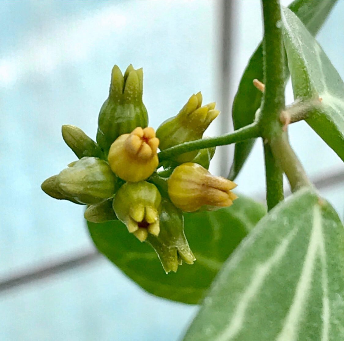 Dischidia ovata - large leaf D25