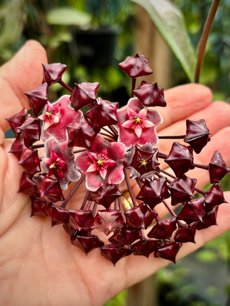Hoya pubicalyx H165