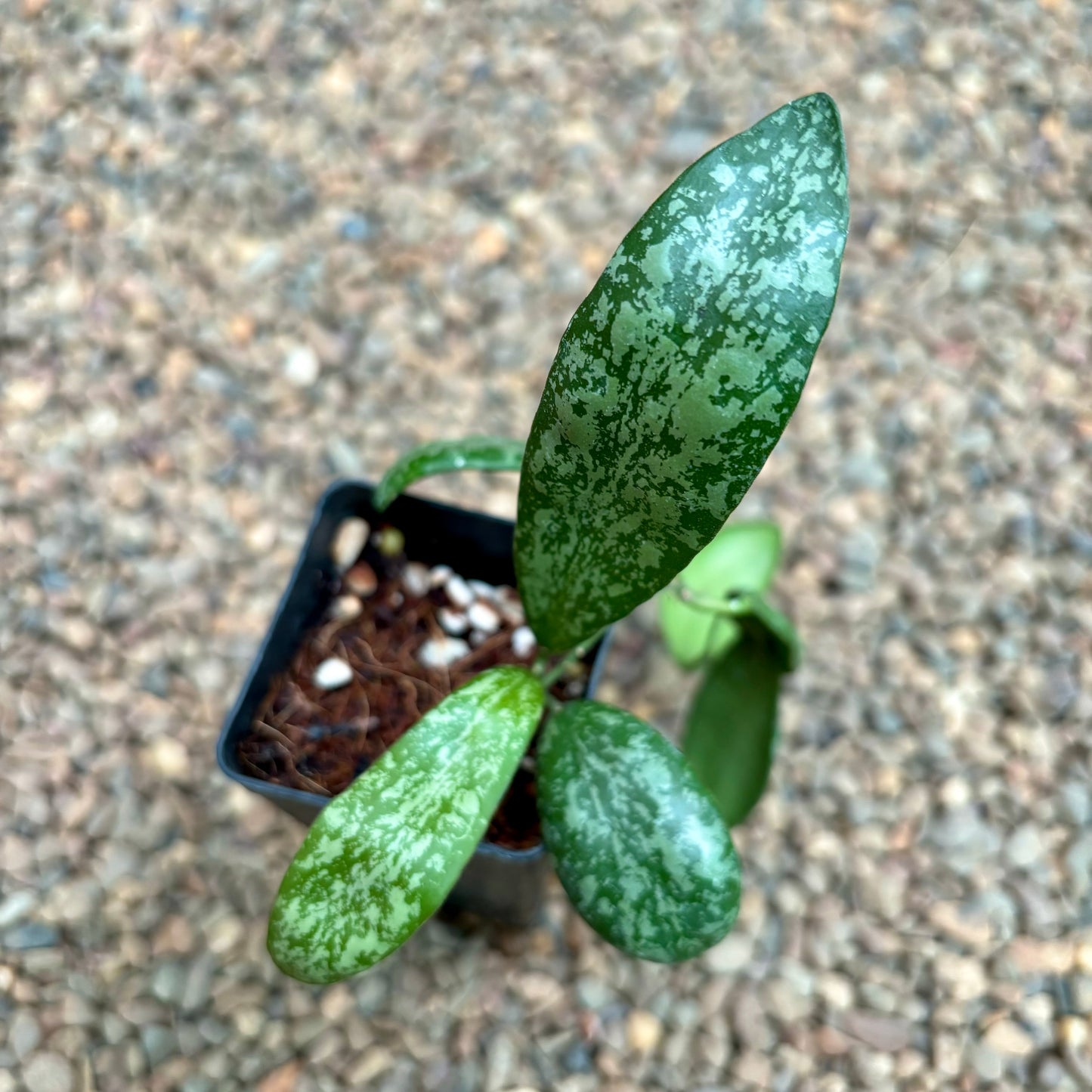 Hoya sigillatis Borneo (wide leaf) H401