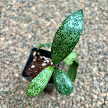 Hoya sigillatis Borneo (wide leaf) H401