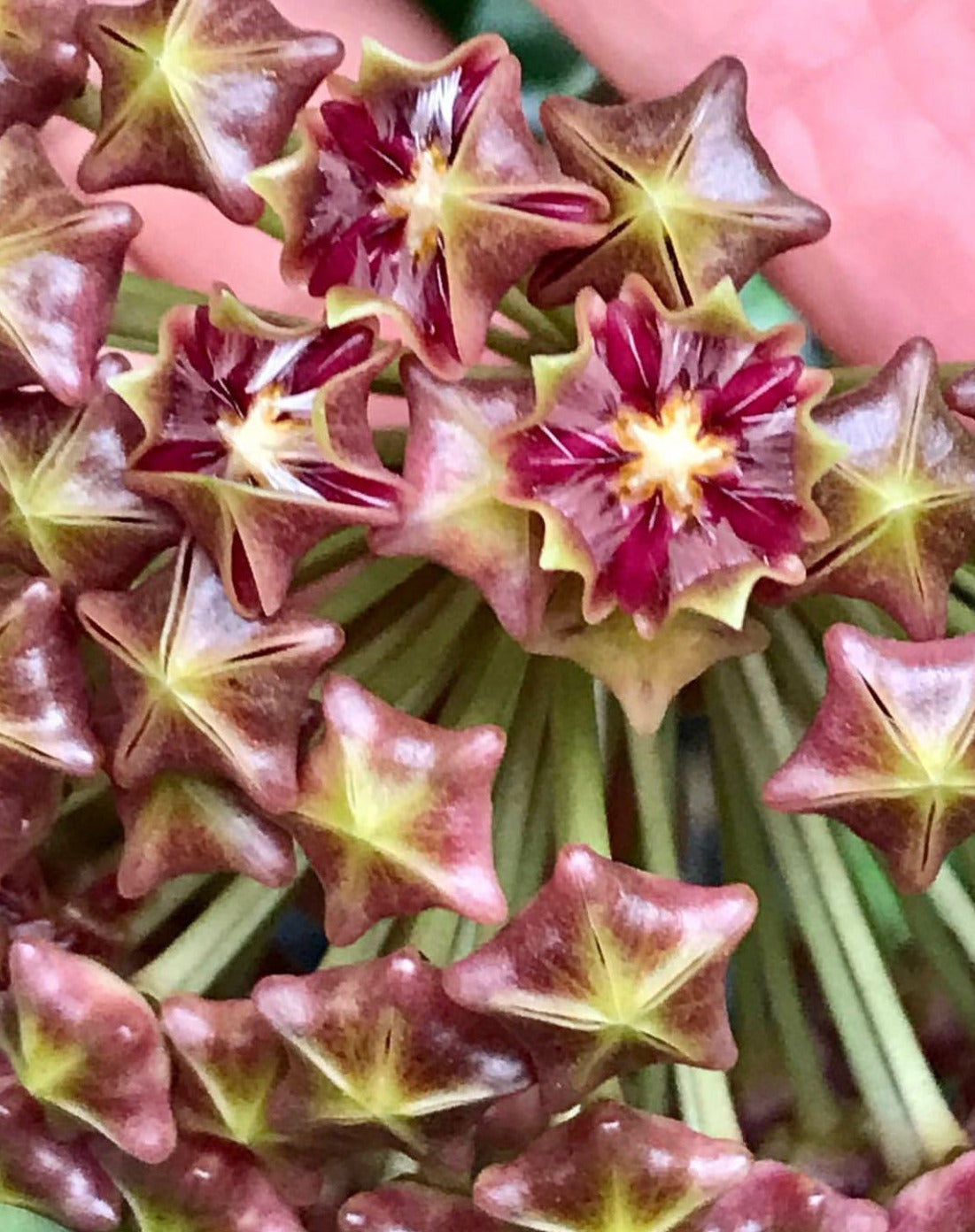 Hoya mindorensis H40