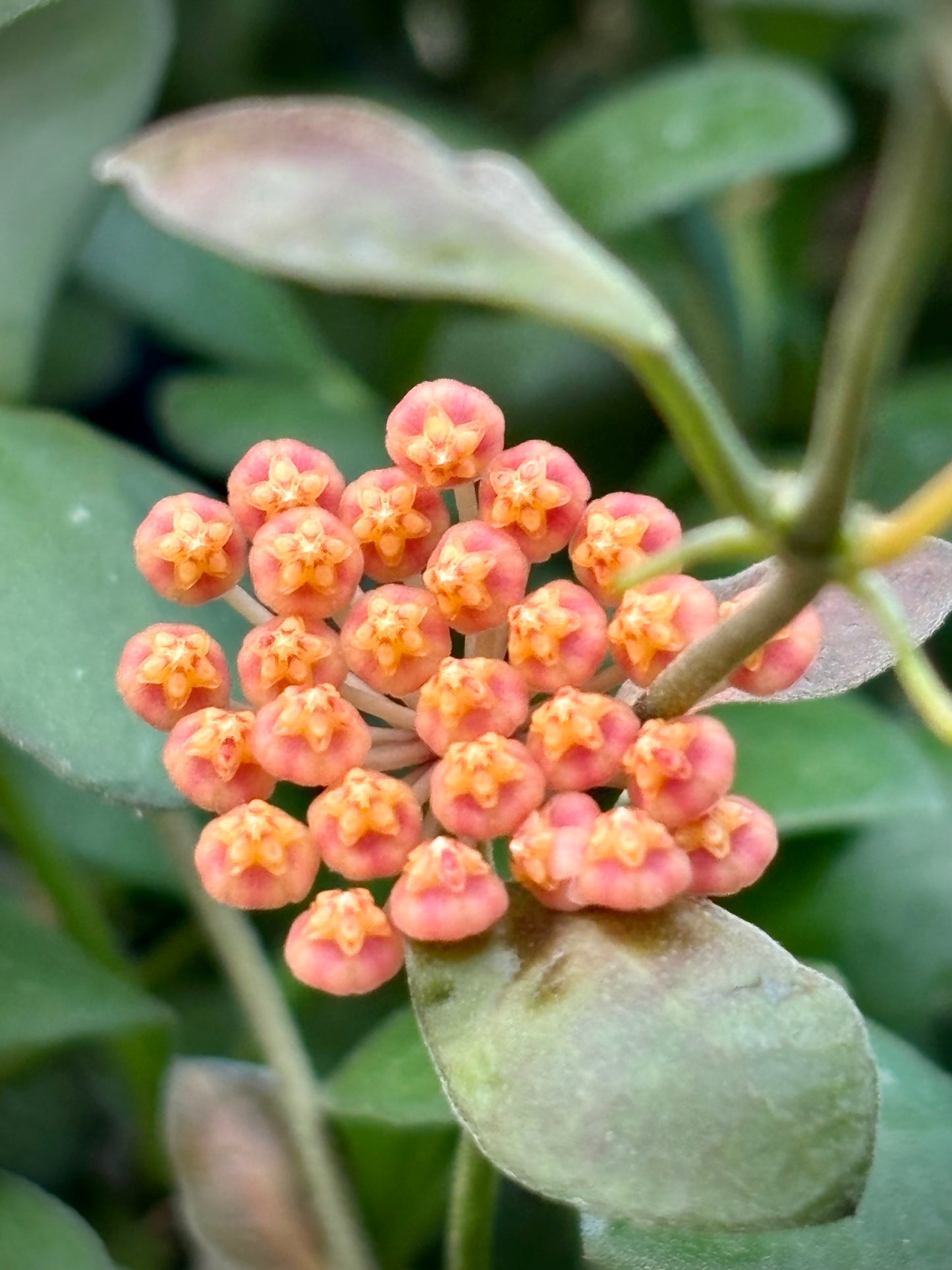 Hoya panchoi Philippines IML 0260 H137
