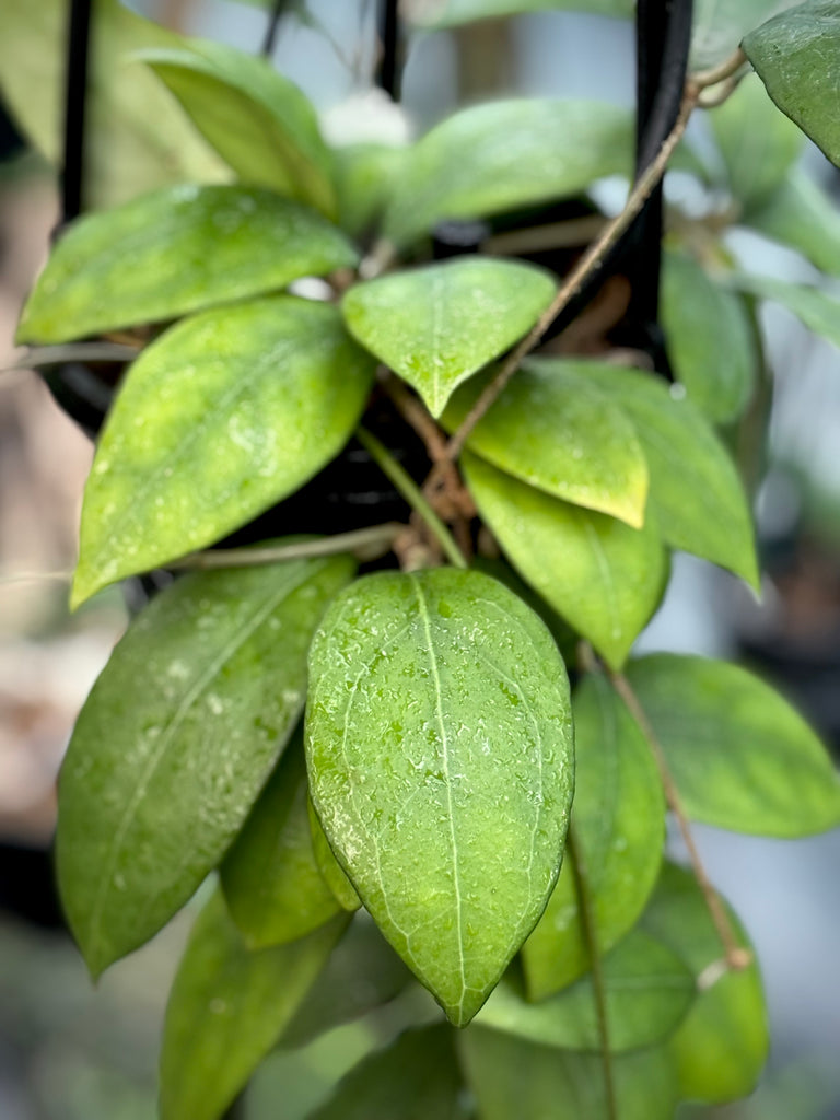 Hoya erythrostemma 'white' IML 1428 H230